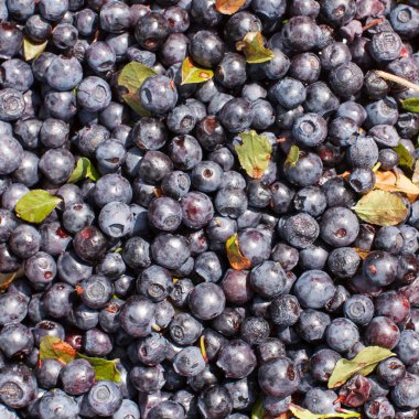 yaban mersini arka plan