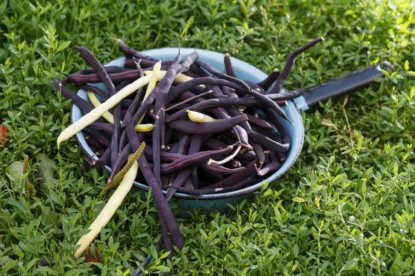 Purple string beans — Stock Photo, Image