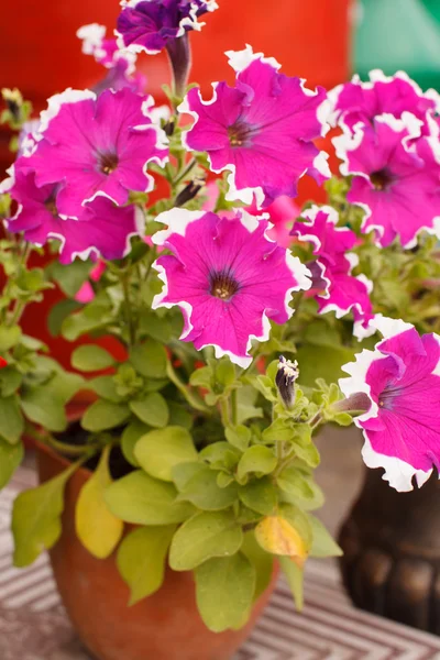 Petunia en la olla — Foto de Stock