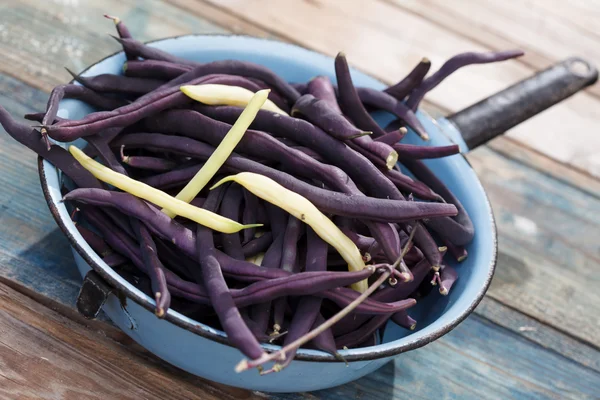 Violette String-Bohnen — Stockfoto