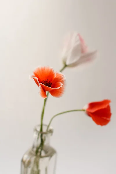 Nice poppies in the vase — Stock Photo, Image