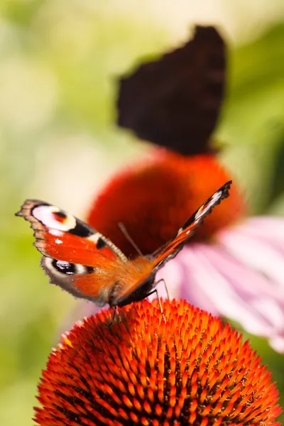 Summer garden — Stock Photo, Image