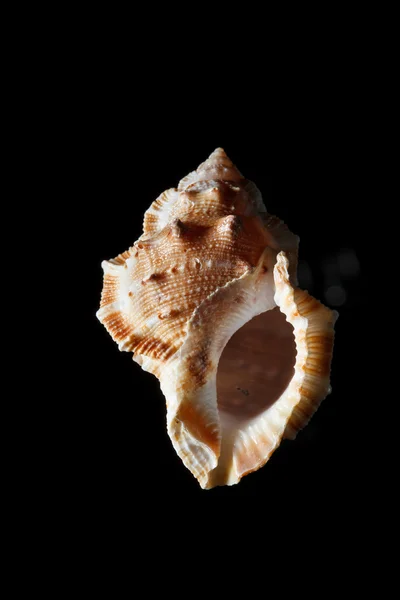 Sea shell geïsoleerd op zwart — Stockfoto