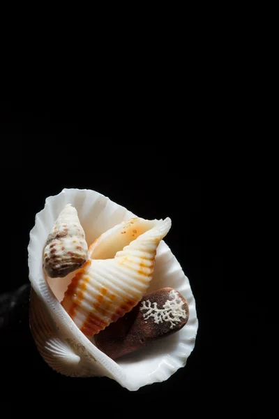 Mořské mušle izolované na černém pozadí — Stock fotografie