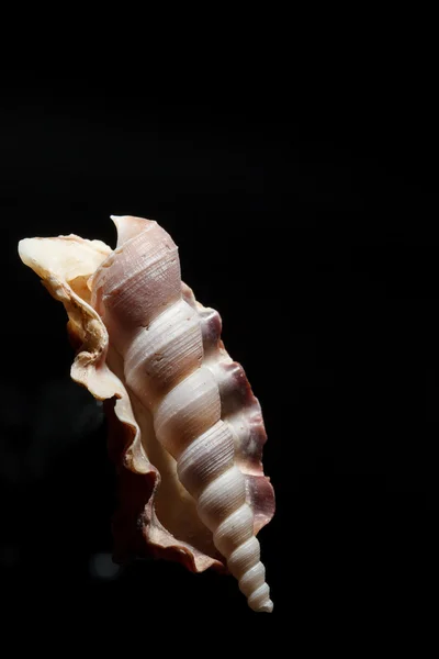 Sea shell isolated on black — Stock Photo, Image