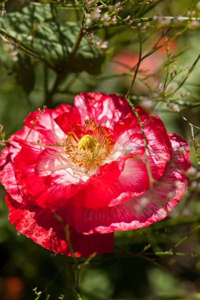 Flor de amapola — Foto de Stock