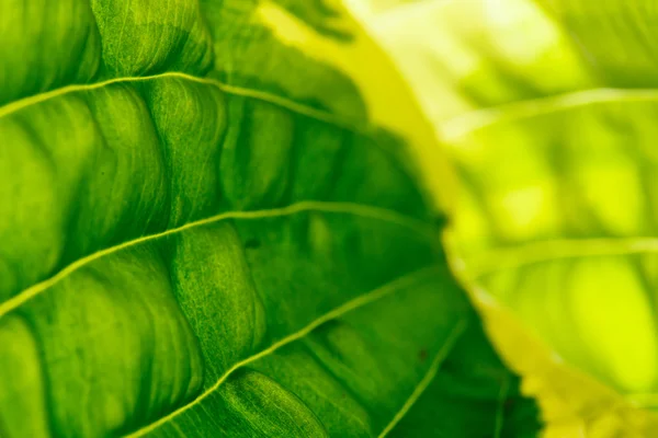 Leaf background — Stock Photo, Image