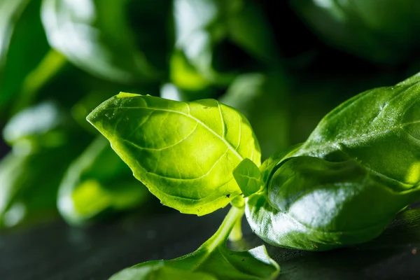 Albahaca fresca — Foto de Stock