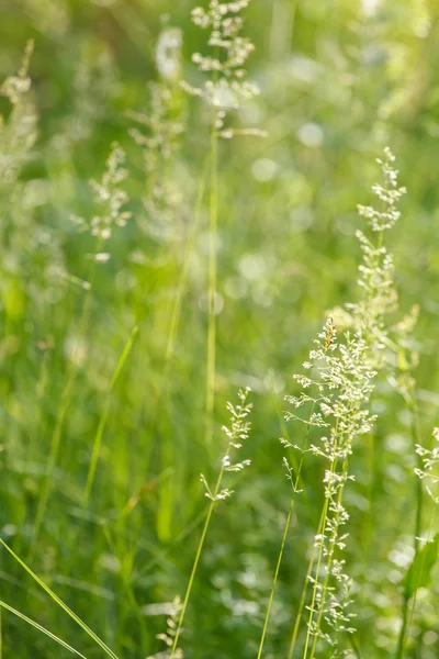 Sommerfeld — Stockfoto