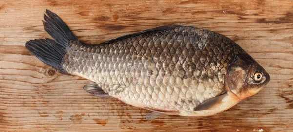 Crucian carp — Stock Photo, Image