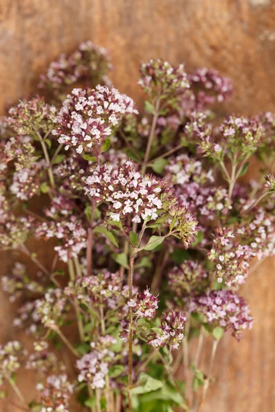 Flor de Origanum — Foto de Stock