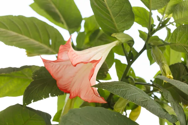 Flor de Datura —  Fotos de Stock