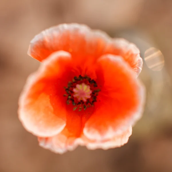 Rode papaver — Stockfoto