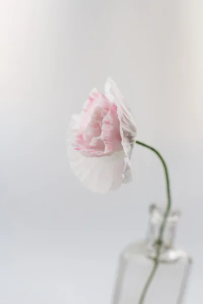 Schöne Mohnblumen in der Vase — Stockfoto