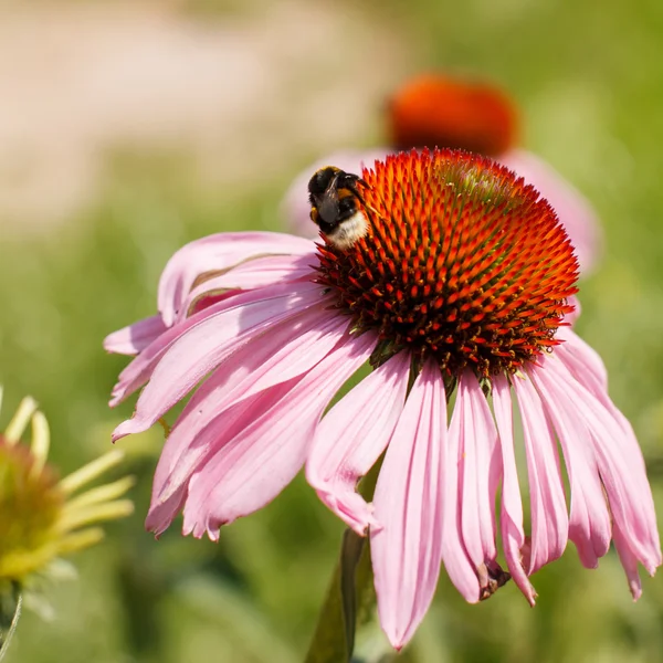 Summer garden — Stock Photo, Image