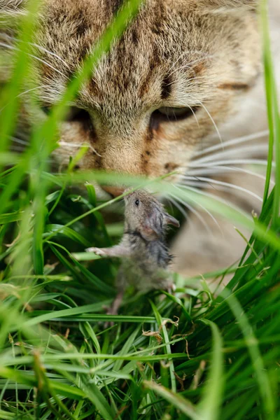 Gatto e topo — Foto Stock