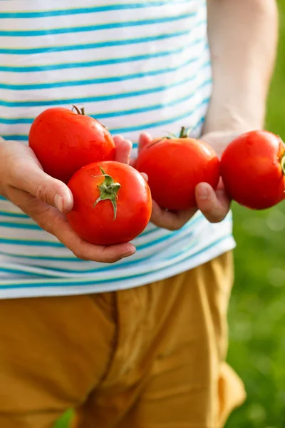 Pomodori nelle mani — Foto Stock