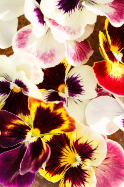 farklı Hercai Menekşe