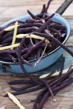 Mor çalı fasulyesi