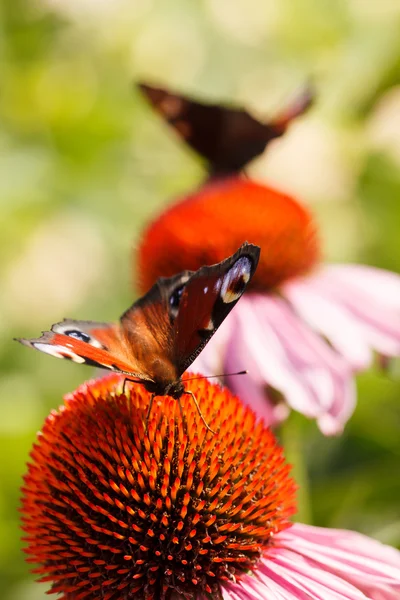 Summer garden — Stock Photo, Image