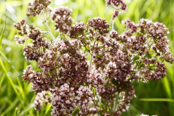 Świeżego oregano — Zdjęcie stockowe