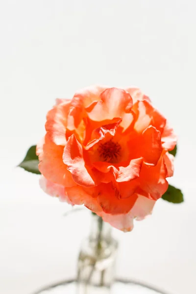 Rose dans le vase — Photo