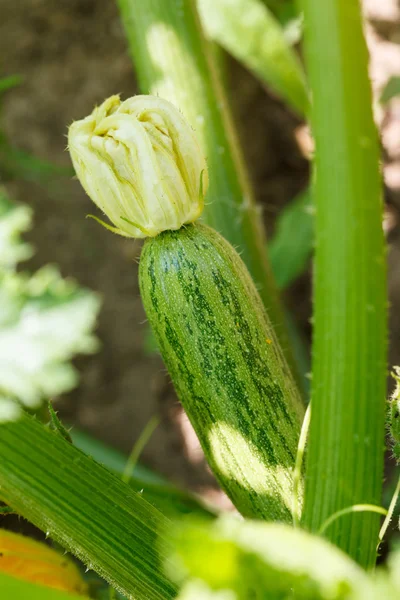 Zicchini florido — Fotografia de Stock