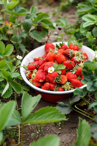 Fresas en el jardín —  Fotos de Stock