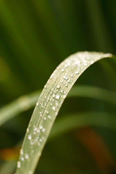 水滴のある草 — ストック写真
