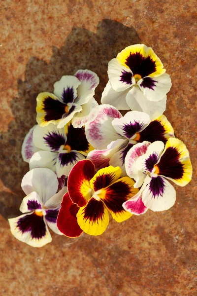 Different pansies — Stock Photo, Image