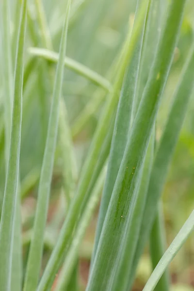 Cebolla verde en el jardín — Foto de Stock