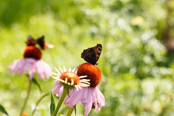 Summer garden — Stock Photo, Image