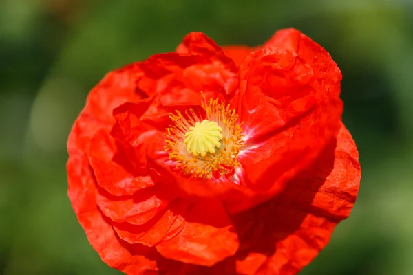 Poppy in the garden — Stock Photo, Image