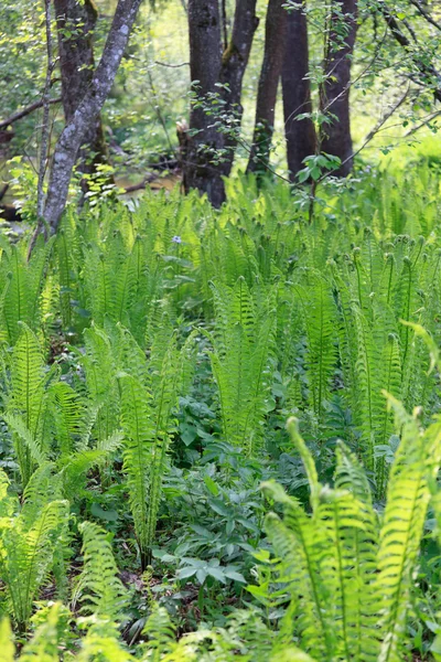 Green Fern in the Forest — Stock Photo, Image