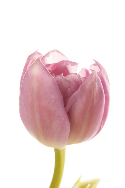 Bonito tulipán — Foto de Stock