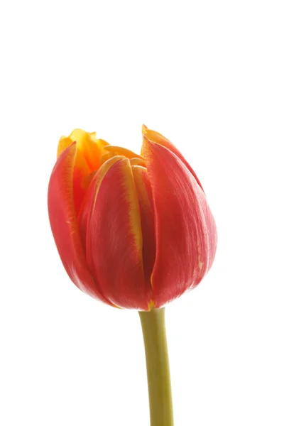 Schöne Tulpe — Stockfoto