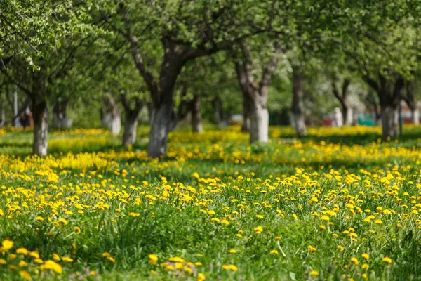 Parco primaverile — Foto Stock