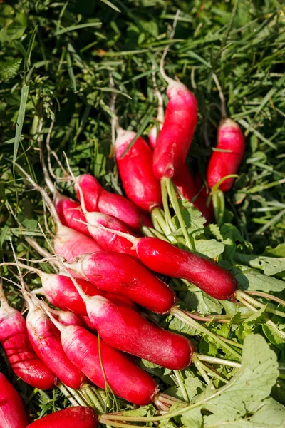 Fresh radish — Stock Photo, Image