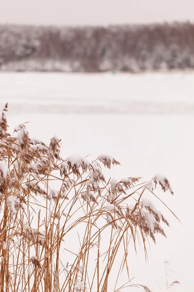 Bell'inverno — Foto Stock