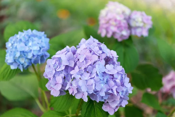 Hortensia azul — Foto de Stock