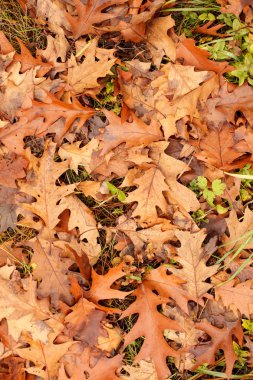 Renkli sonbahar yaprakları