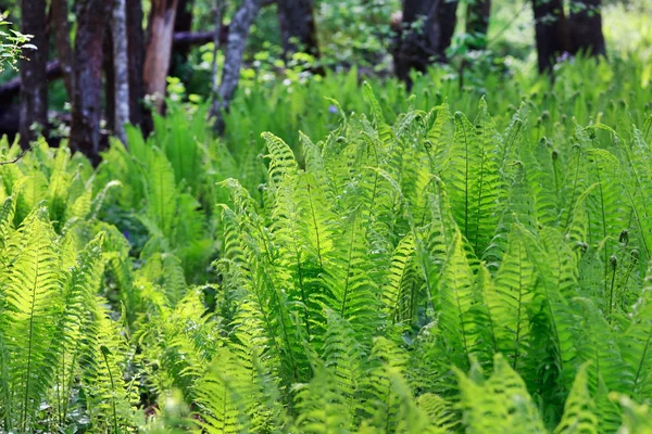 Green Fern in the Forest — Stock Photo, Image