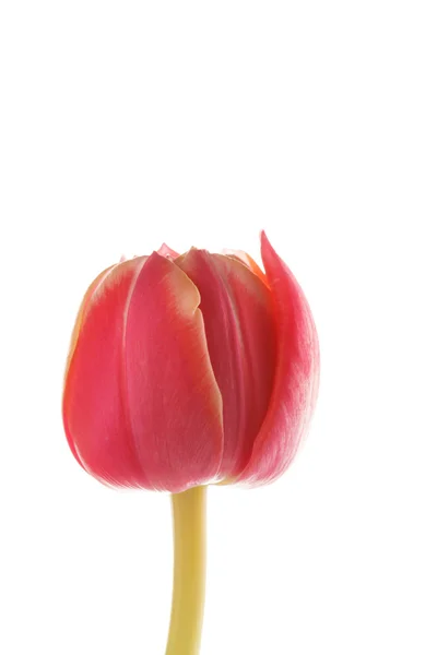 Schöne Tulpe — Stockfoto