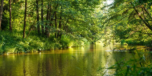 Waldfluss — Stockfoto