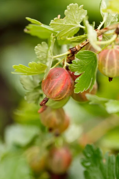 Gooseberries in the garden — Stock Photo, Image