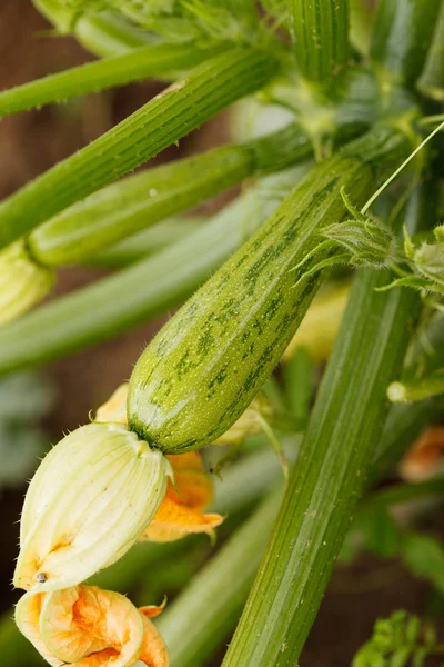 Zucchini in the garden — Stock Photo, Image