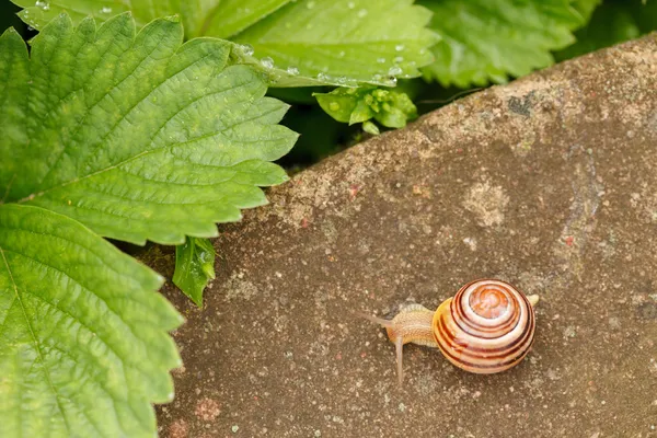 Schnecke im Garten — Stockfoto