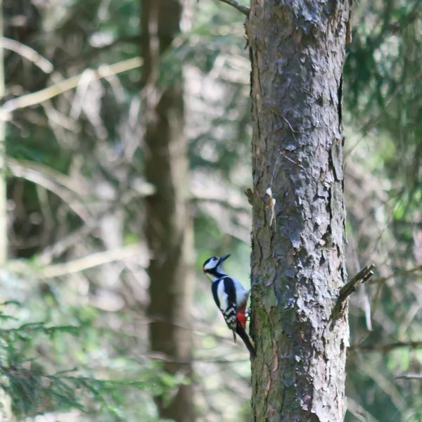 Woodpecker on a tree — Stock Photo, Image