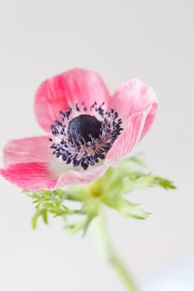 Ανεμώνη λουλούδι — Φωτογραφία Αρχείου