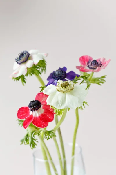 Zawilec kwiaty — Zdjęcie stockowe